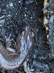 Aneides lugubris