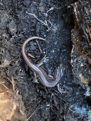 Aneides lugubris