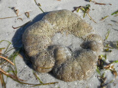 Stichodactyla haddoni