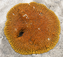 Xanthomendoza trachyphylla