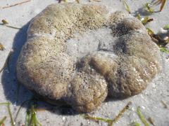 Stichodactyla haddoni