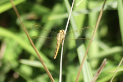 Crocothemis nigrifrons