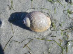 Littorinimorpha