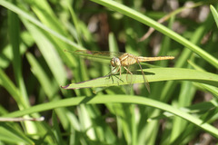 Crocothemis nigrifrons