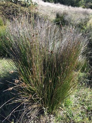 Juncus acutus