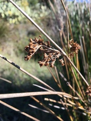 Juncus acutus
