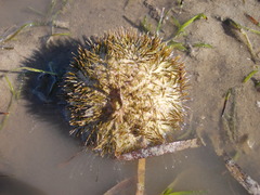 Euechinoidea