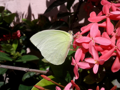 Aphrissa statira statira