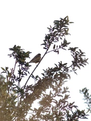 Setophaga coronata