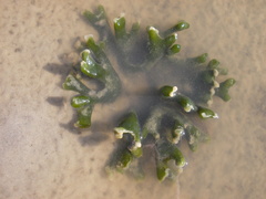 Codium