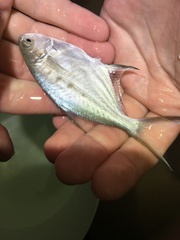 Trachinotus coppingeri