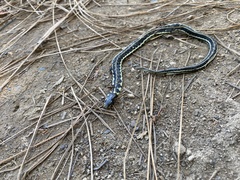 Thamnophis pulchrilatus