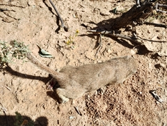 Xerospermophilus tereticaudus