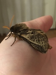 Oxycanus antipoda