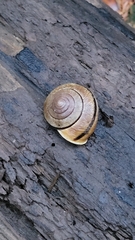 Helminthoglypta