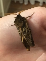 Oxycanus antipoda