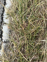 Bothriochloa ischaemum