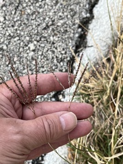 Bothriochloa ischaemum