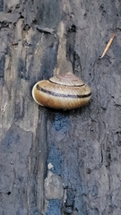 Helminthoglypta