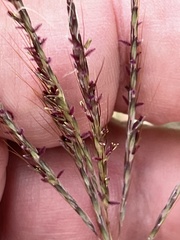 Bothriochloa ischaemum