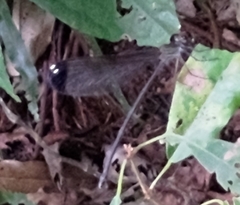 Psolodesmus mandarinus