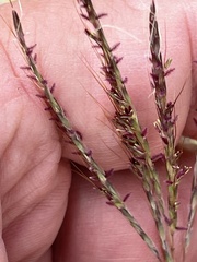 Bothriochloa ischaemum