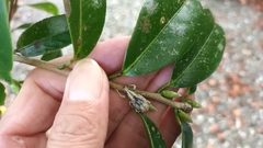 Dermatoxenus caesicollis