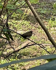 Lonchura leucogastroides