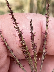 Bothriochloa ischaemum