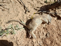 Xerospermophilus tereticaudus