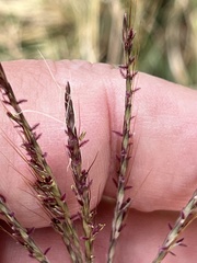 Bothriochloa ischaemum