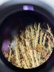 Cladonia subsquamosa