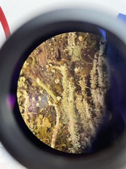 Cladonia subsquamosa