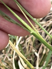 Bothriochloa ischaemum