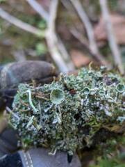 Cladonia fimbriata