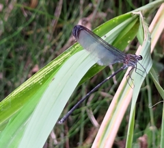 Psolodesmus mandarinus