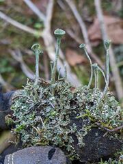 Cladonia fimbriata