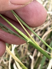 Bothriochloa ischaemum