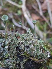 Cladonia fimbriata