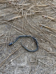 Thamnophis pulchrilatus
