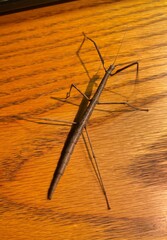 Diapheromera femorata