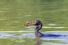 Phalacrocorax fuscicollis