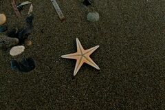 Astropecten