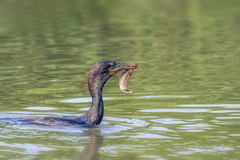 Phalacrocorax fuscicollis