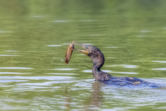 Phalacrocorax fuscicollis