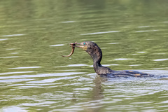 Phalacrocorax fuscicollis