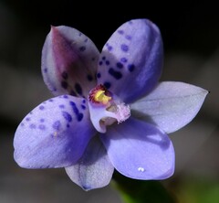 Thelymitra juncifolia