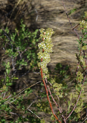 Spiraea hypericifolia
