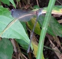 Psolodesmus mandarinus