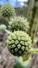 Eryngium elegans